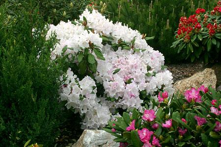 Rododendrony wielkokwiatowe MOTYL biały z bordowym oczkiem